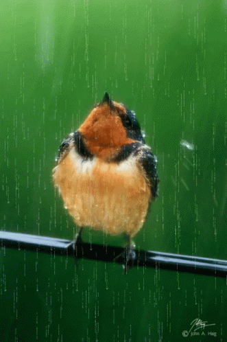 ملصق مطر مطير ملصقات أمطار ممطر عصفور GIF - Rain Sticker Rainy Precipitation GIFs