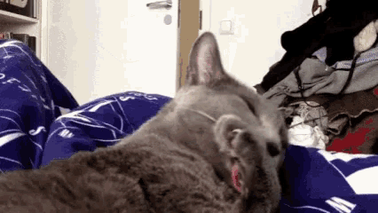 Cats Lick GIF - Cats Lick Licking Cat GIFs