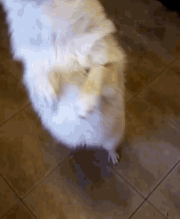 Pablo Dogs GIF - Pablo Dogs GIFs