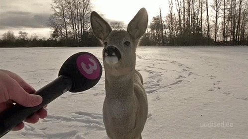 Deer Snow GIF - Deer Snow Interview GIFs