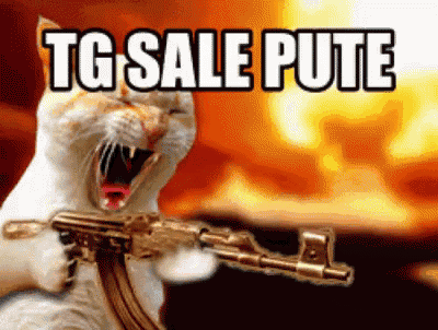a cat is holding a gun with the words tg sale pute written above it