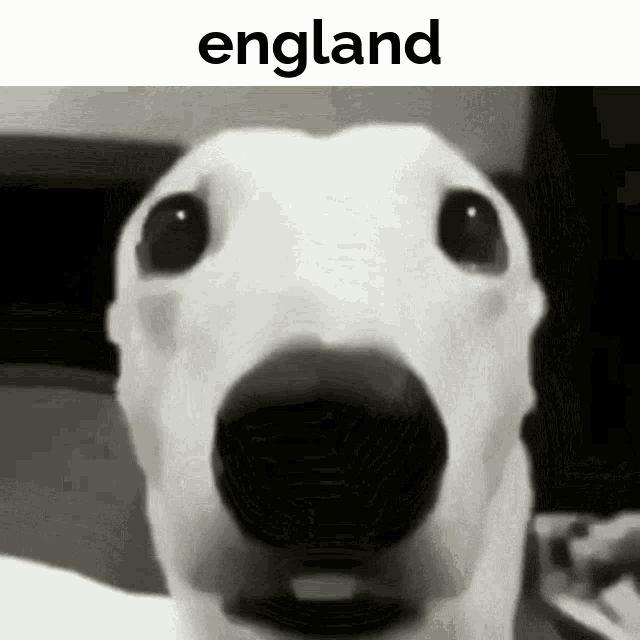 a close up of a white dog 's face with the word england above it