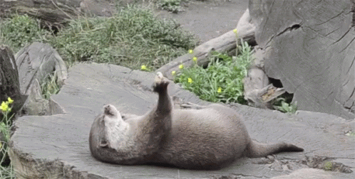 Otter Exercise GIF