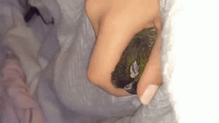 Cute Parrot GIF - Cute Parrot Cuddles GIFs