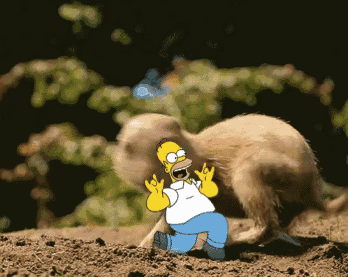 a cartoon of homer simpson kneeling next to a meerkat
