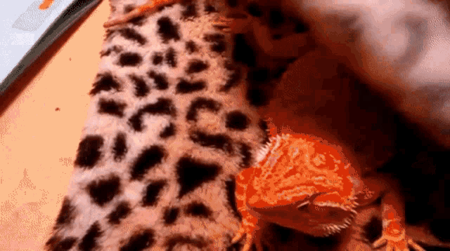 a lizard is laying on a leopard print cloth