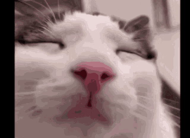 a close up of a cat 's face with its eyes closed and a red nose .