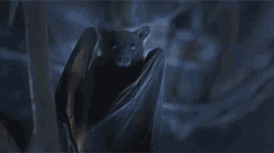 a close up of a bat with its wings outstretched in the dark .