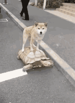 a dog standing on top of a turtle on the sidewalk