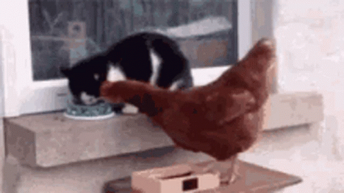 Chicken Cat GIF - Chicken Cat Slap GIFs
