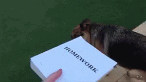 Homework Ignore GIF - Homework Ignore Not Today GIFs