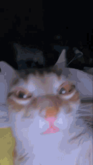 a close up of a cat 's face with its eyes closed