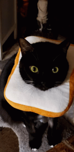 Inbread Cat GIF - Inbread Cat Hangry GIFs