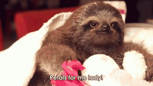 Petals For The Lady GIF - Sloth Love GIFs