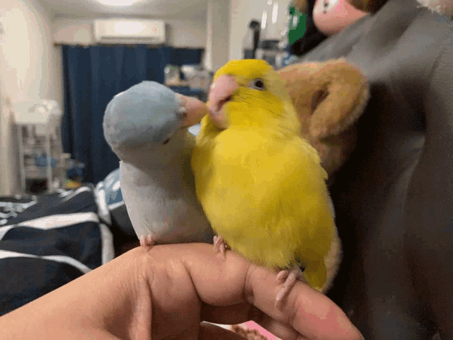 a person is holding two birds in their hand one of which is yellow