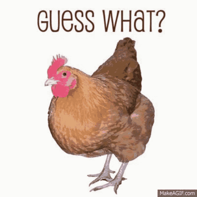 a chicken is standing on its hind legs with the words `` guess what '' written below it .