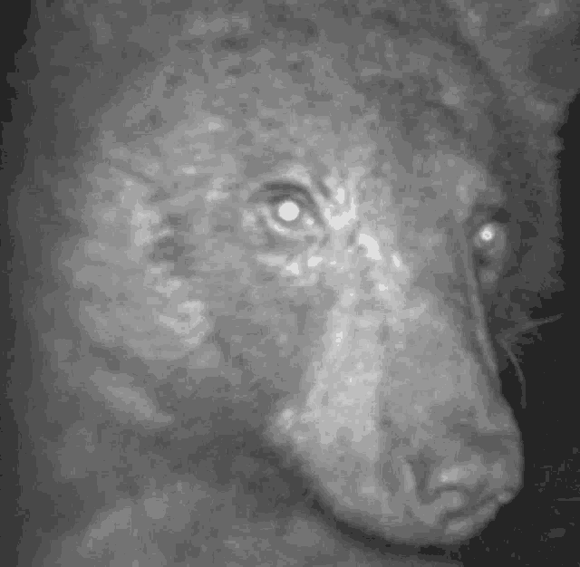 a black and white photo of a bear 's face looking at the camera .