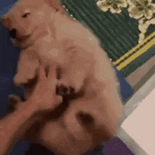 a person is petting a puppy on its back .