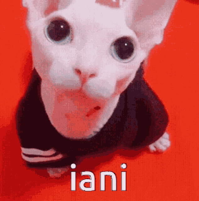 Iani GIF - Iani GIFs