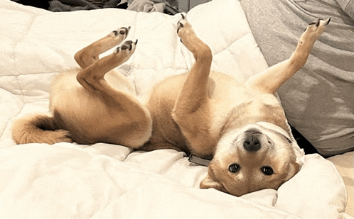 a dog laying on its back on a white blanket