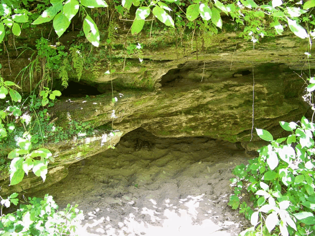 a cave with a few plants growing on the side of it