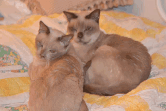two cats laying on a bed with a yellow and white blanket