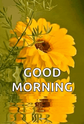 a picture of a yellow flower with the words good morning below it