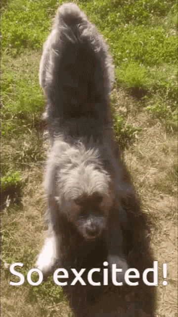 So Exc Kratu GIF - So Exc Kratu Happy Dog GIFs