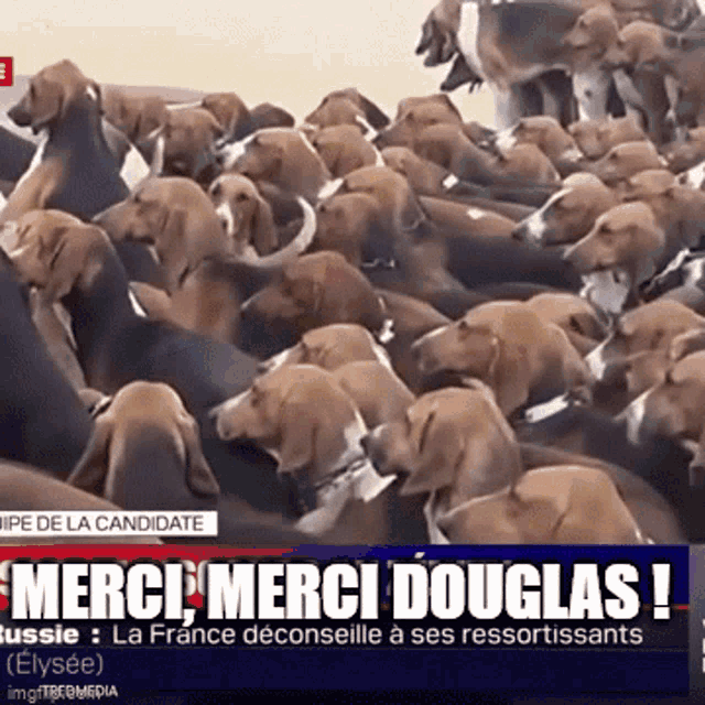 a bunch of dogs are on a screen with the words merci merci douglas on it