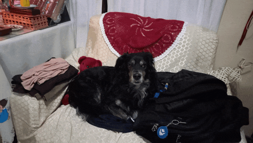 a black dog laying on a couch with a blue tag that says ' i 'm a dog ' on it