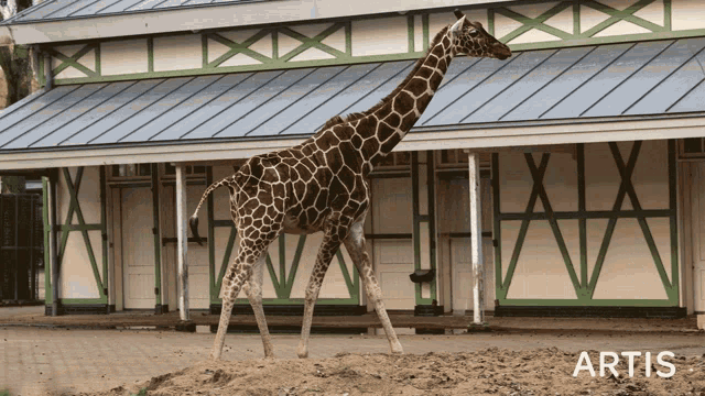 a giraffe standing in front of a building that says artis on it