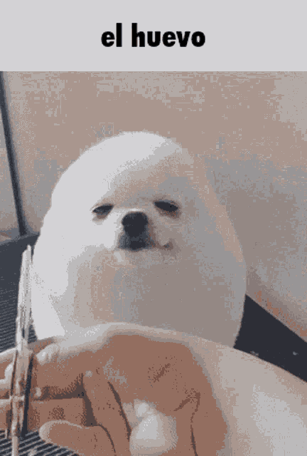 a white dog is being held in a person 's hand with the word el huevo written above it