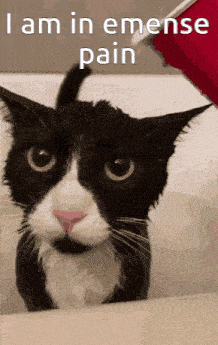 Emense-pain Cat-shower GIF - Emense-pain Cat-shower Cat-bath GIFs