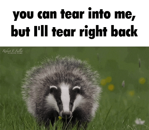 a badger is standing in the grass with the words you can tear into me but i 'll tear right back