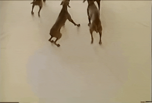 a group of dogs are running in a circle