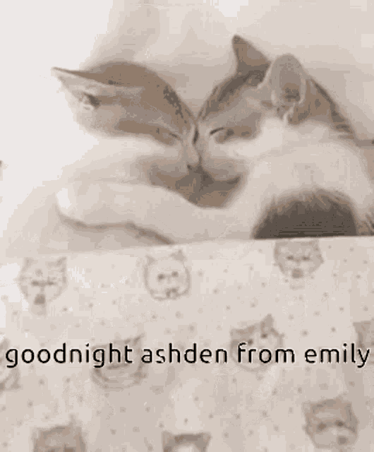 two cats are sleeping next to each other on a bed with the words goodnight ashden from emily .