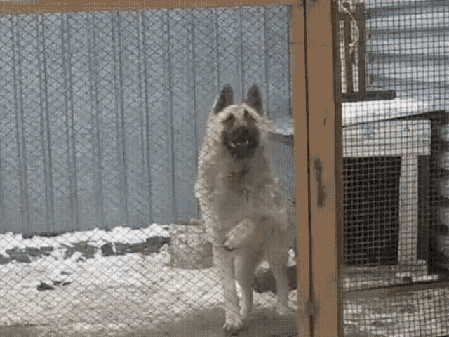 Dog Dancing GIF - Dog Dancing Cage GIFs