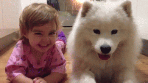 Samoyed Puppy And Baby GIF - Puppy Dog Happy GIFs