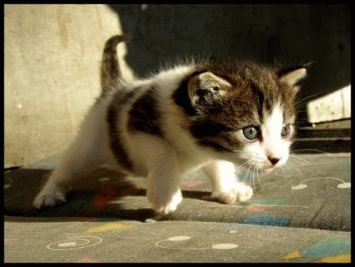 Macka Cat GIF - Macka Cat Cute GIFs
