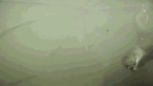 a man is swimming in a body of water with his head underwater .