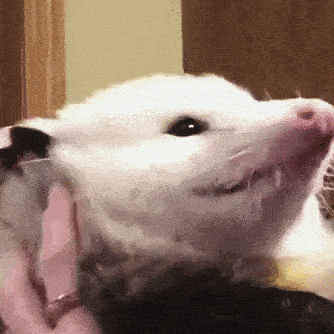 a white opossum with a pink nose is being held by a person