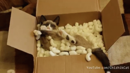 Kitten Packing GIF - Cat Kitten Box GIFs