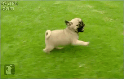 Cachorrinhos Correndo Oi Fofo GIF - Puppies Running Hi GIFs