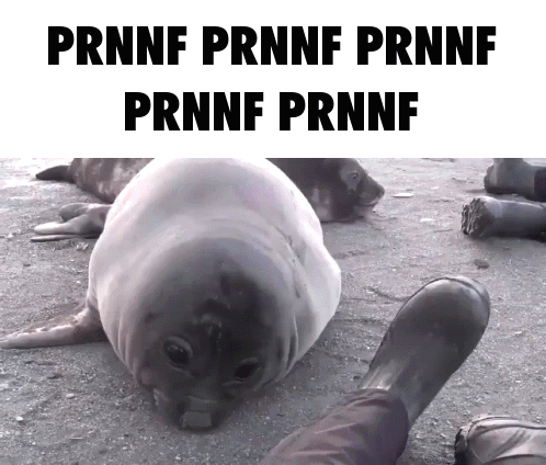 Prnnf Real Laincord GIF - Prnnf Real Laincord Seal Fart GIFs