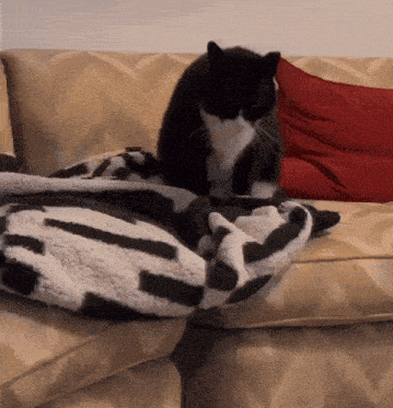 a black and white cat laying on a couch