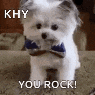 a small white dog wearing a bow tie and saying `` you rock '' .