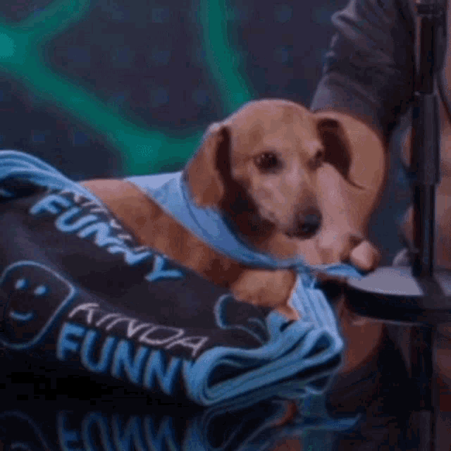 Portillo Kinda Funny GIF - Portillo Kinda Funny Weiner Dog GIFs