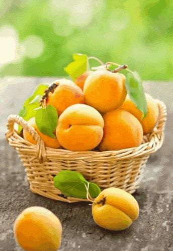 a wicker basket full of apricots with leaves