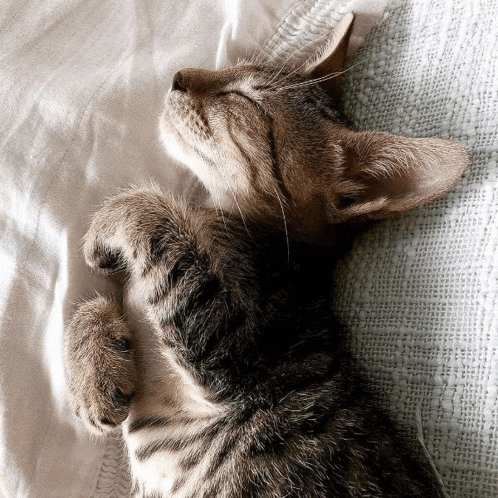 a kitten is sleeping on a white blanket with its eyes closed