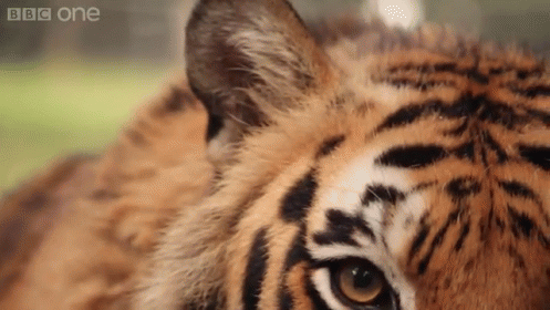 Looking In To The Soul Of A Tiger GIF - Eyes Staring Tiger GIFs